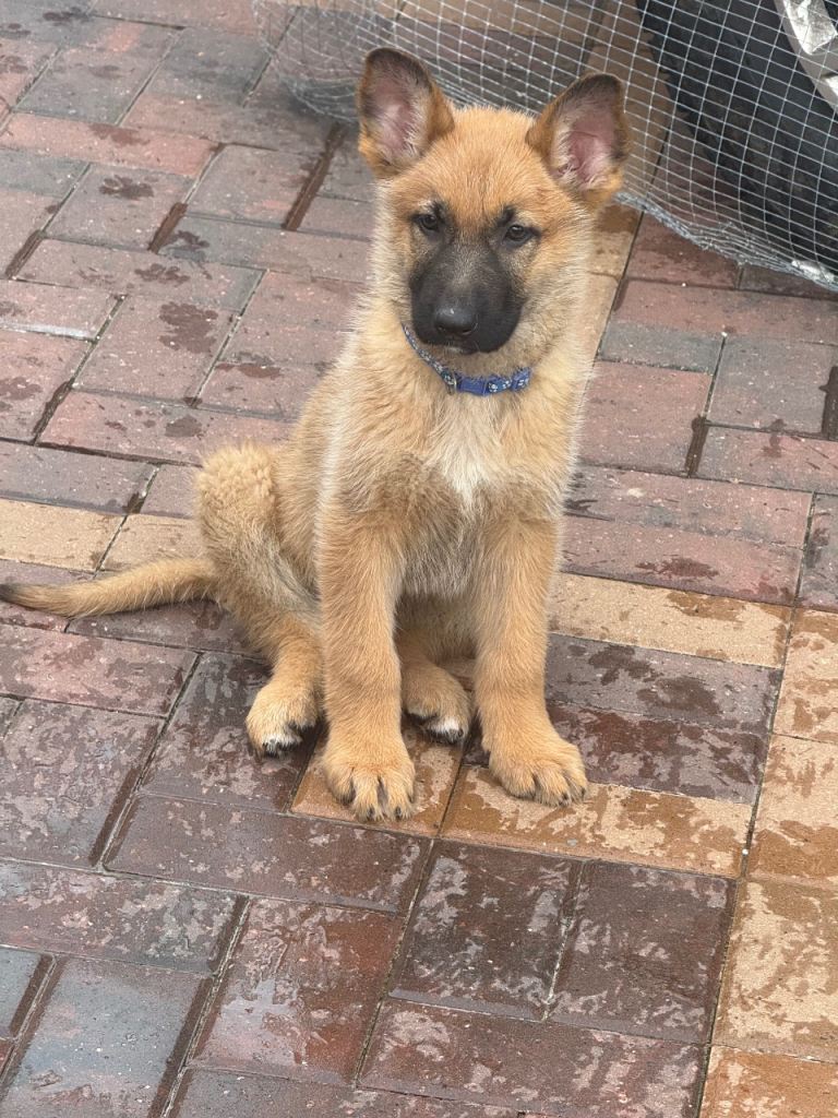 German Shepherd x Belgium me