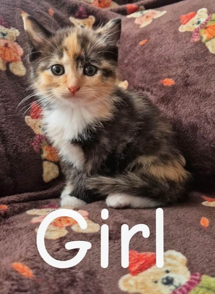 Ragdoll x kittens READY NOW 