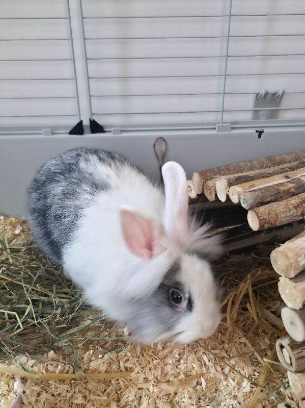Lionhead Rabbit 