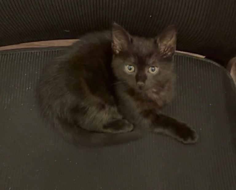 Little dave 