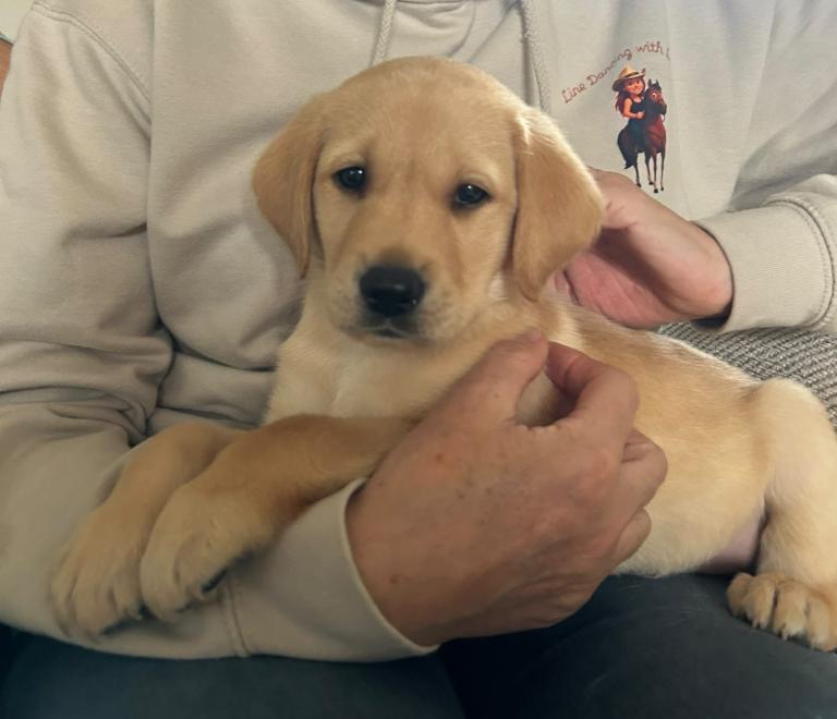 KC reg male Labrador puppy