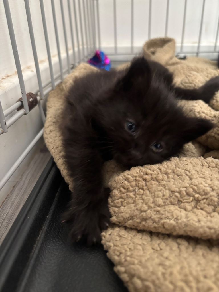 Black kittens
