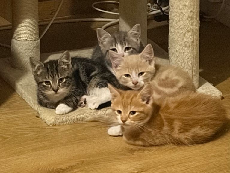 Five lovely kittens looking for new homes