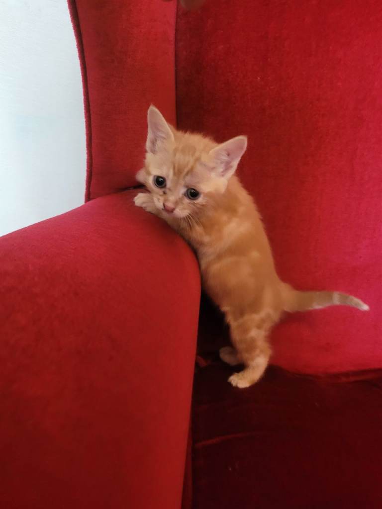 beautiful ginger kitten 8 weeks old female 