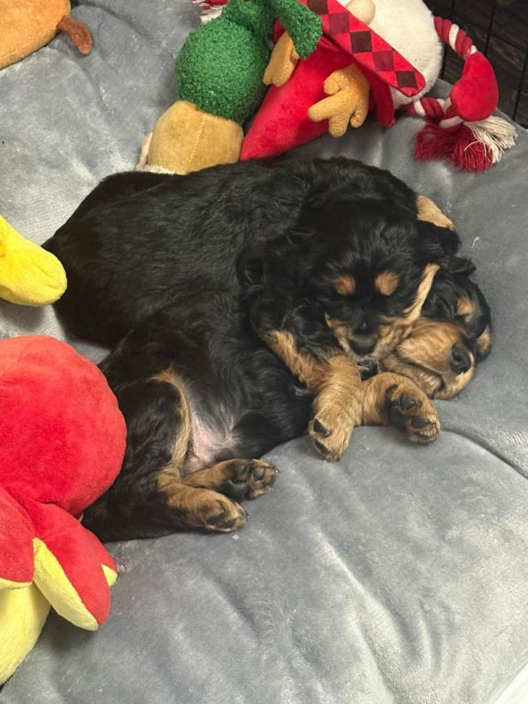 Cocker spaniel puppys