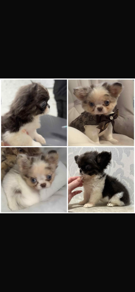 Stunning Long Hair Tiny chihuahua, ready for their new home now.
