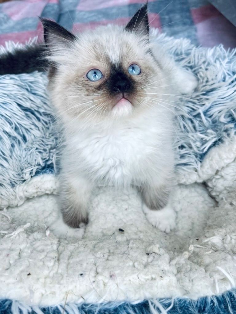 Full Pedigree ragdoll male kittens 