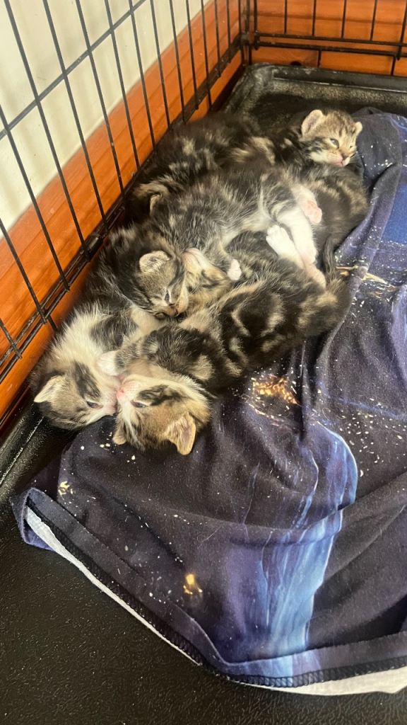 Kittens