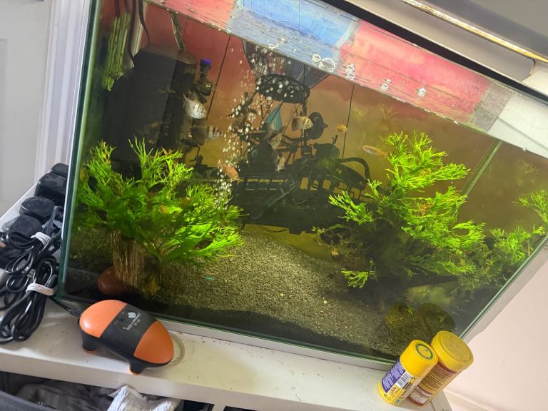 Complete fish tank set up
