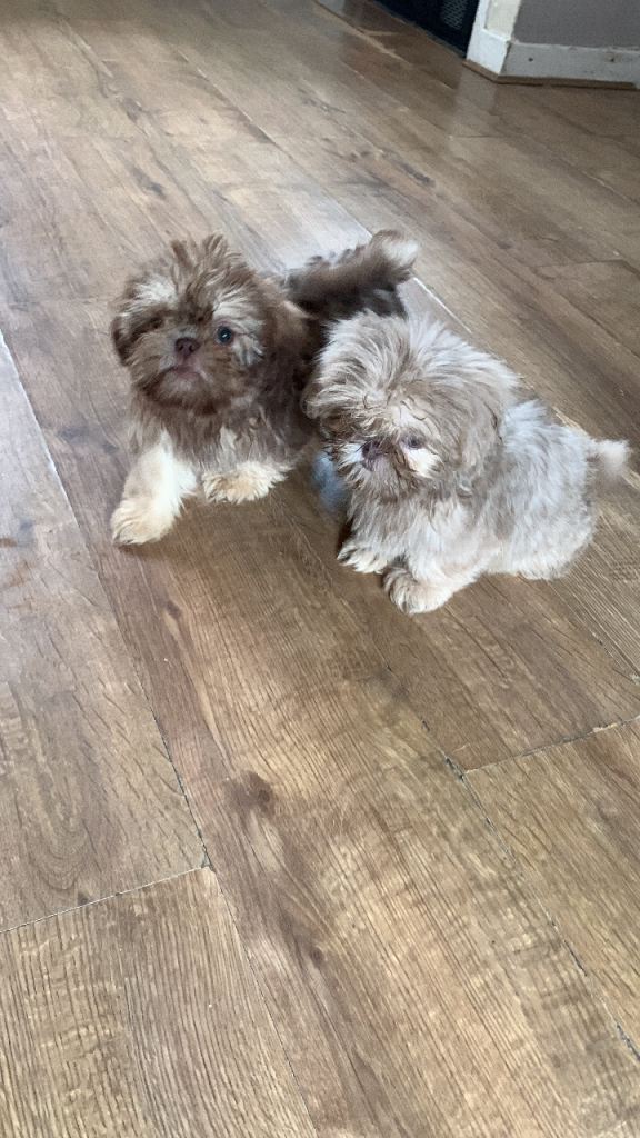 Beautiful Imperial Shih Tzu Puppies Ready for their new homes