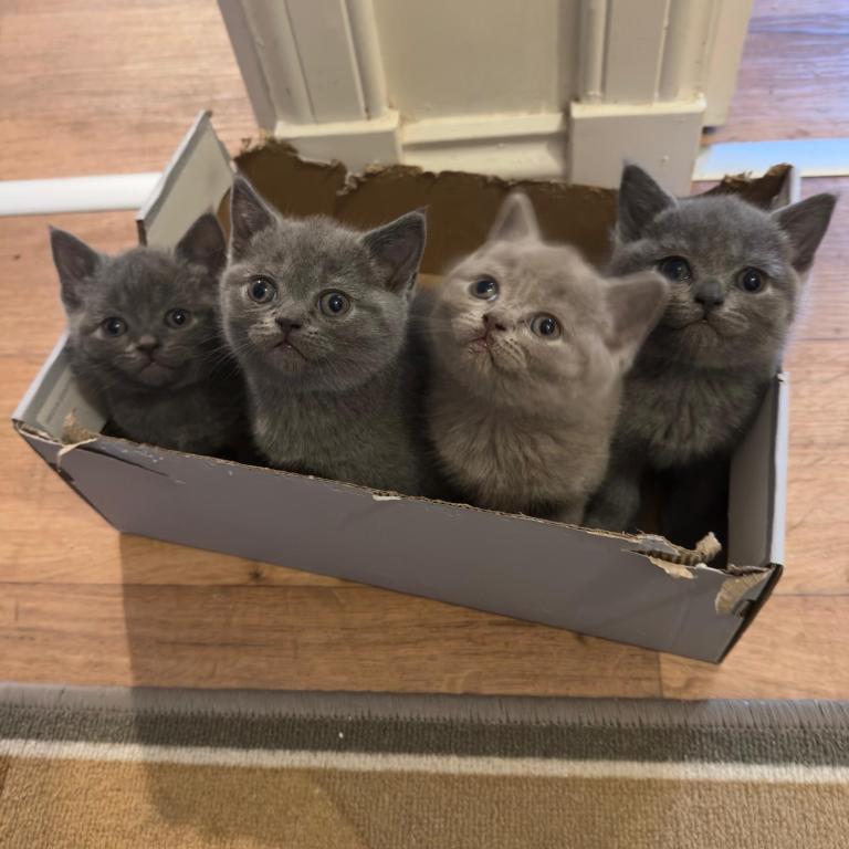 Stunning Pedigree British Shorthair Kittens