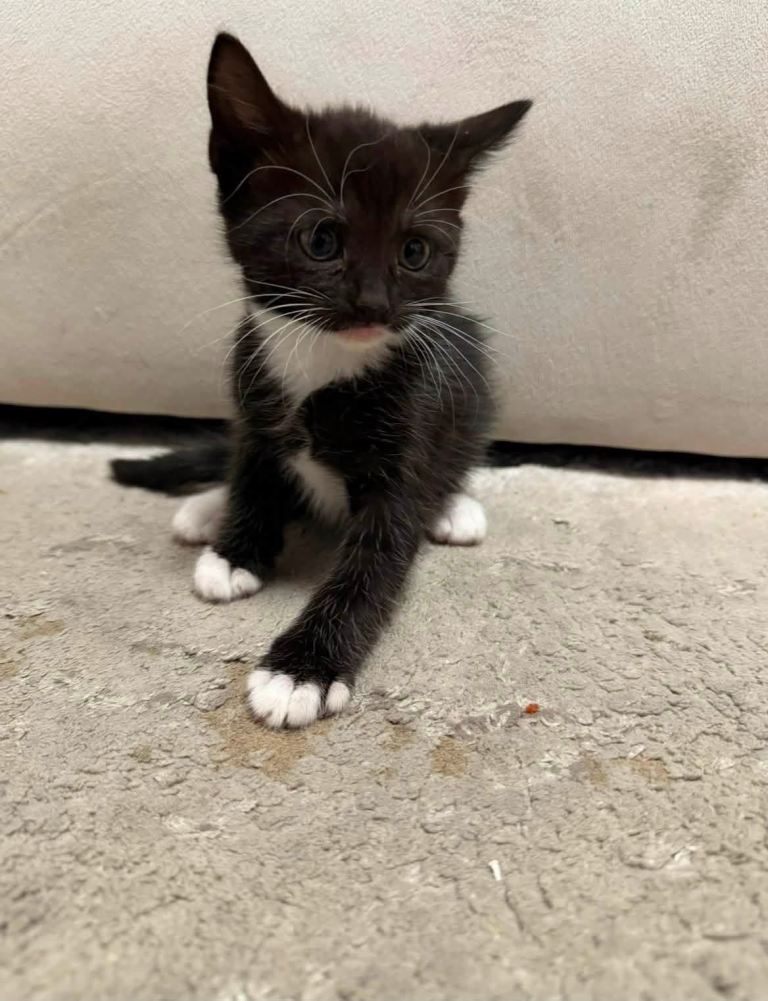 kittens for sale open to offers 2 boys