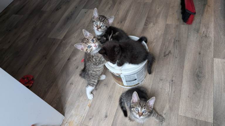 8 week old kittens 