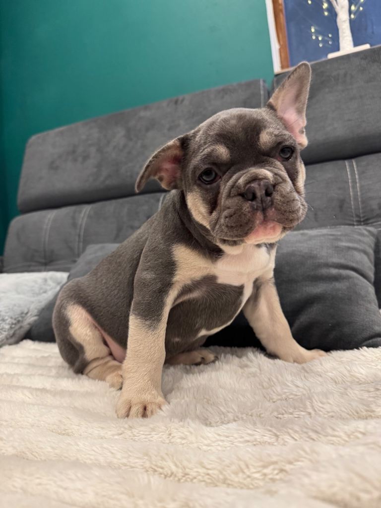 🐾 Blue & Tan French Bulldog Puppy – Ready Now 🐾