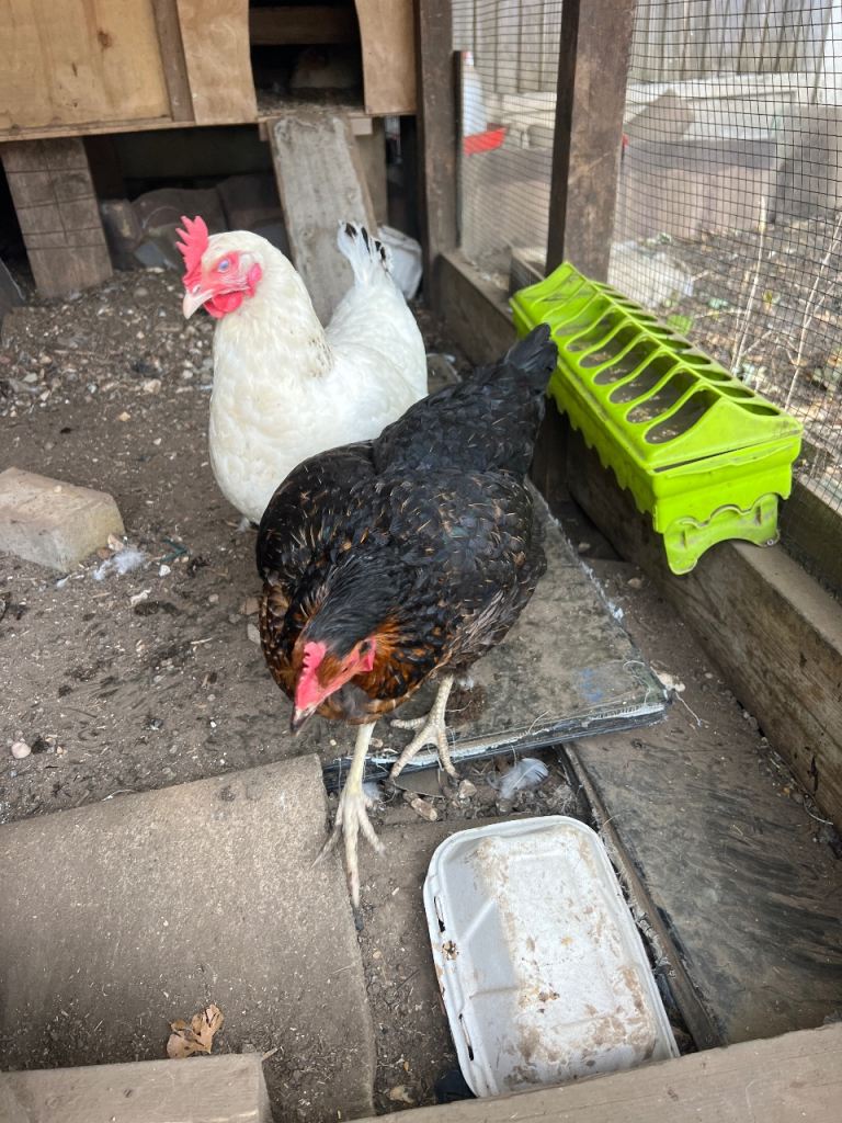 Hens 