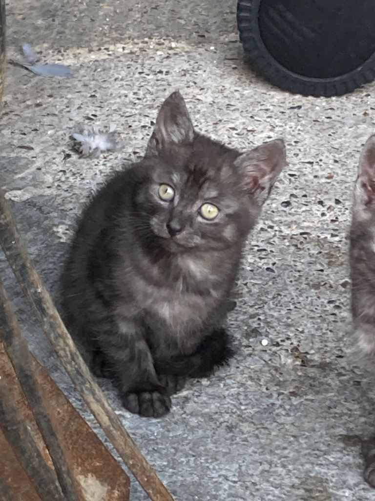 KIttens for sale