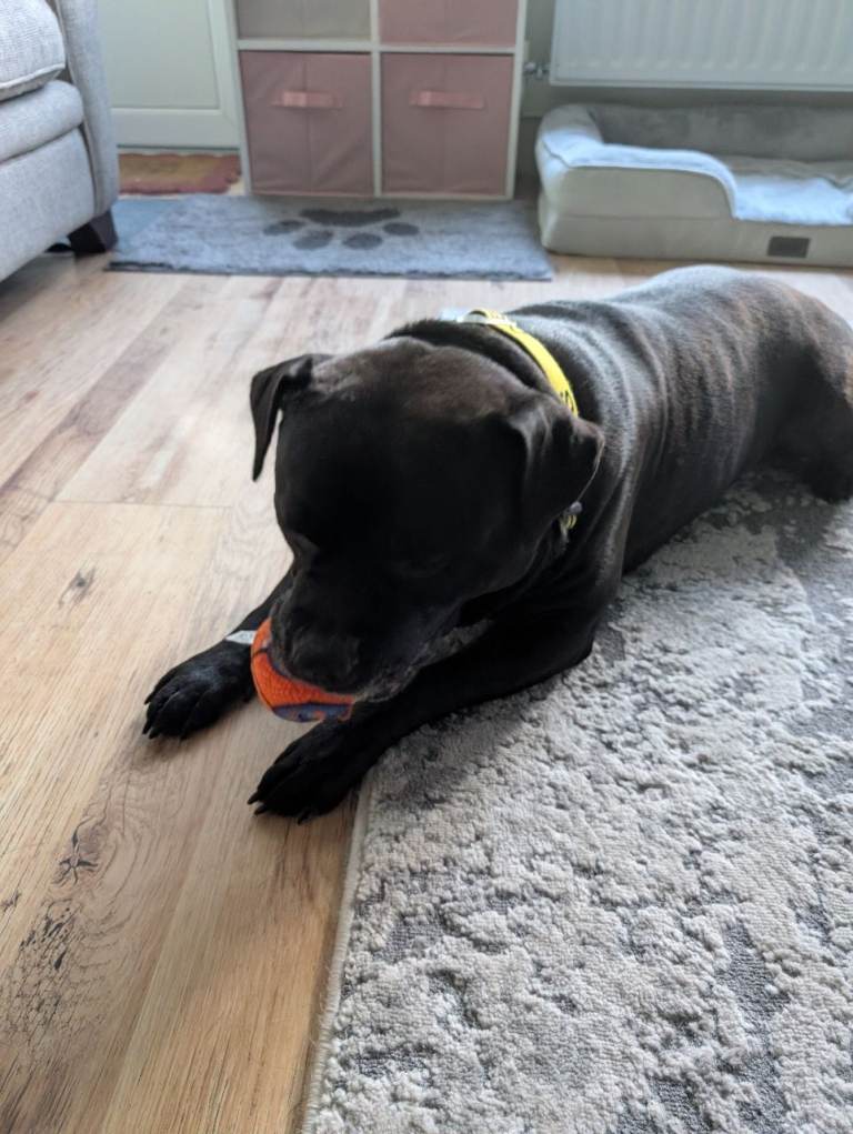 Gorgeous Male Staffie in need of a new loving home