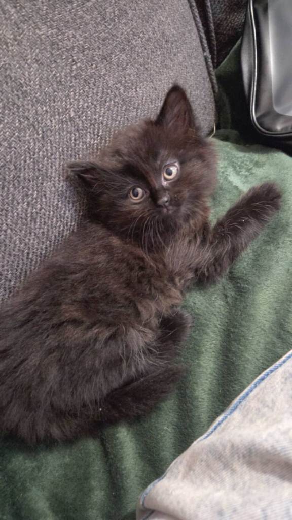 1/4 Mainecoon Male Kitten 