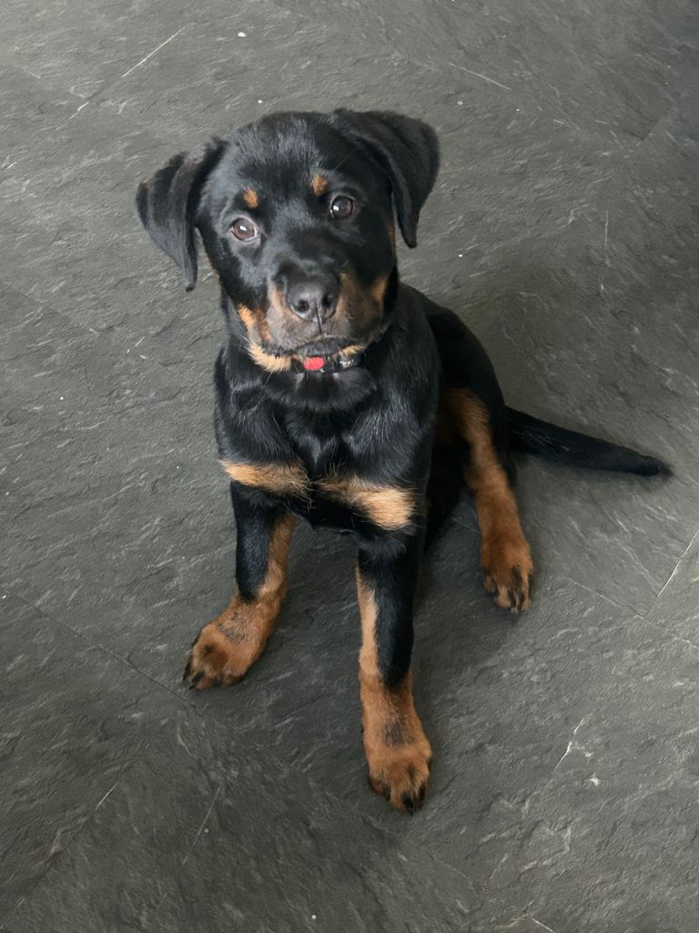 Rottweiler 