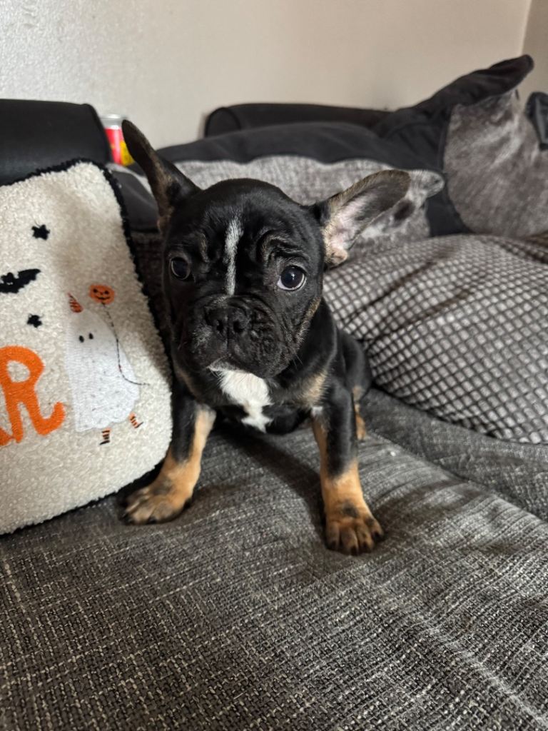 French bull dog 