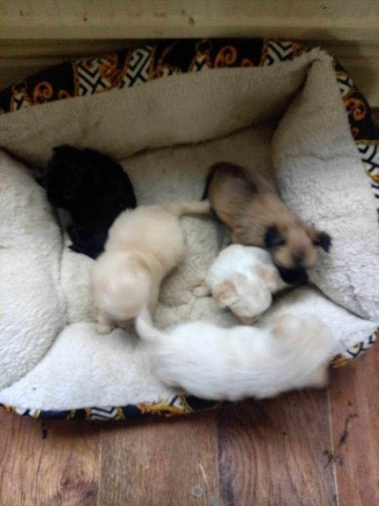 Yorkshire Terrier cross Chuichua