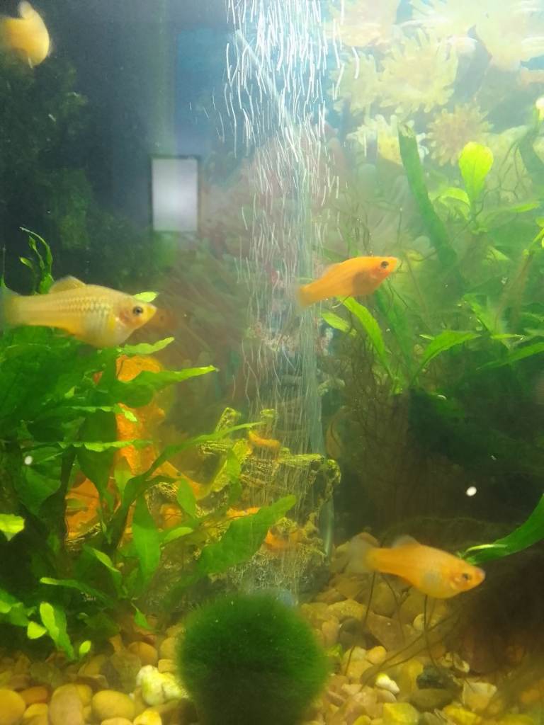Platy fish