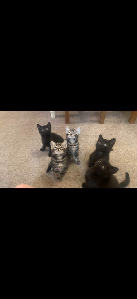 5 Kittens for sale ready to go 