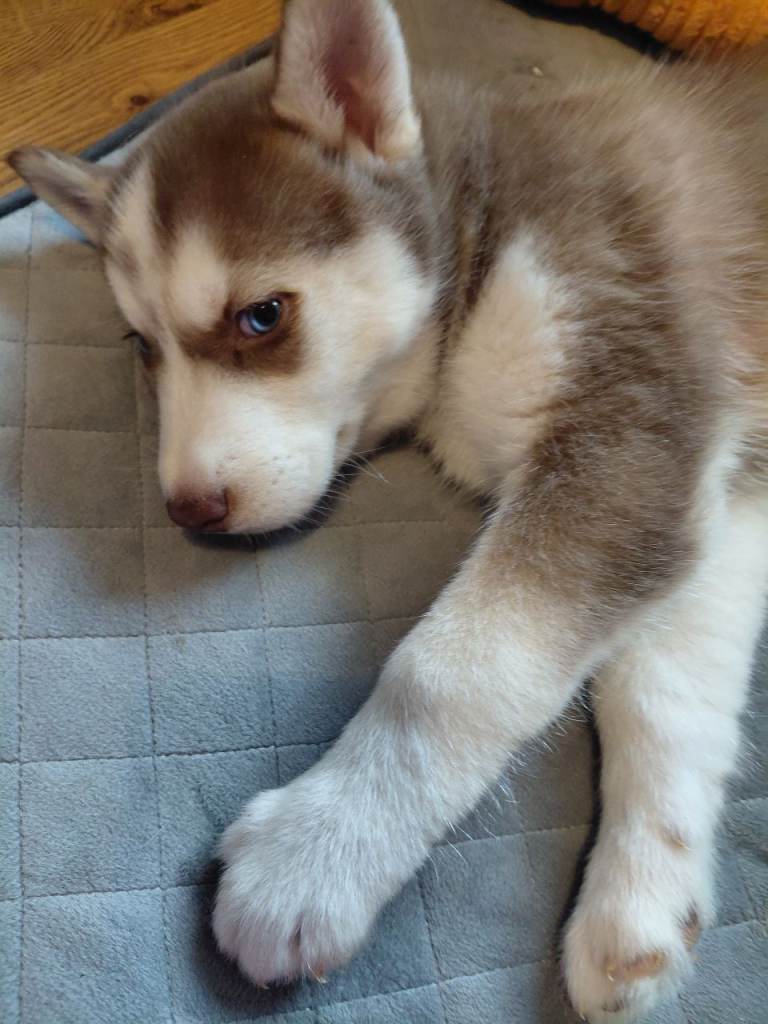 Husky puppies for sale