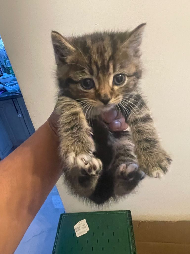 Kittens for sale Persian tabby and bengal mix breed