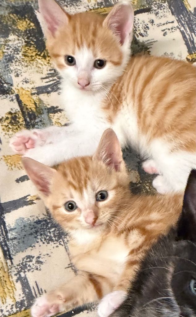 Adorable and playful Kittens- gingers available 