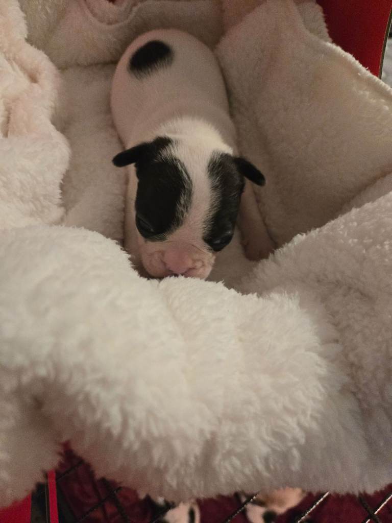 French bulldog pups for sale 