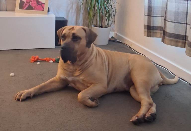 Presa canario