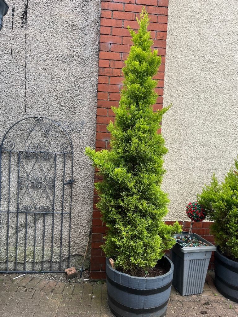 Conifer trees 