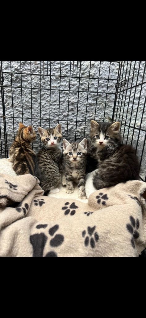 Beautiful litter of kittens looking for their forever homes
