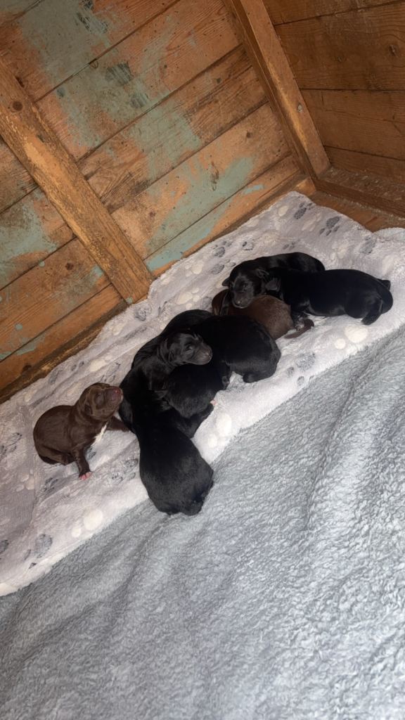 Collie x Golden Labrador puppies 