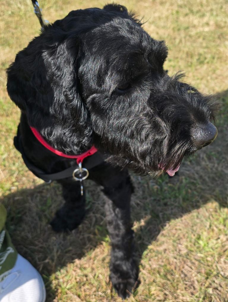 18 month cockerpoo 