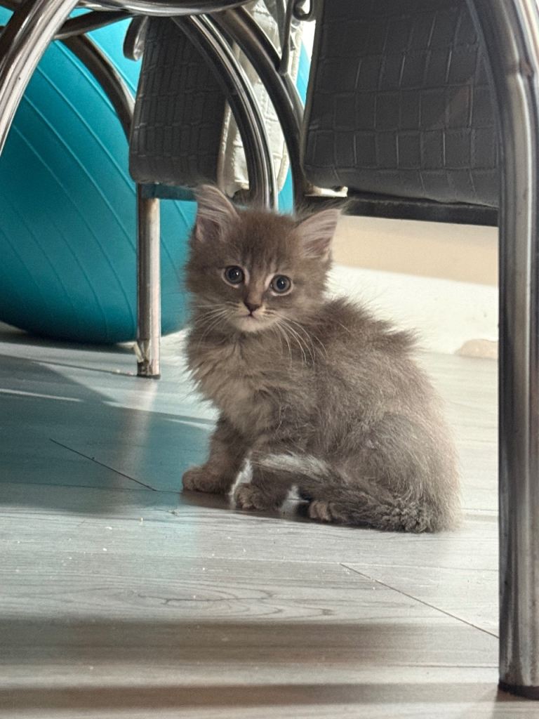 Stunning Grey Female Russian Blue x British Blue Shorthair Kitten 