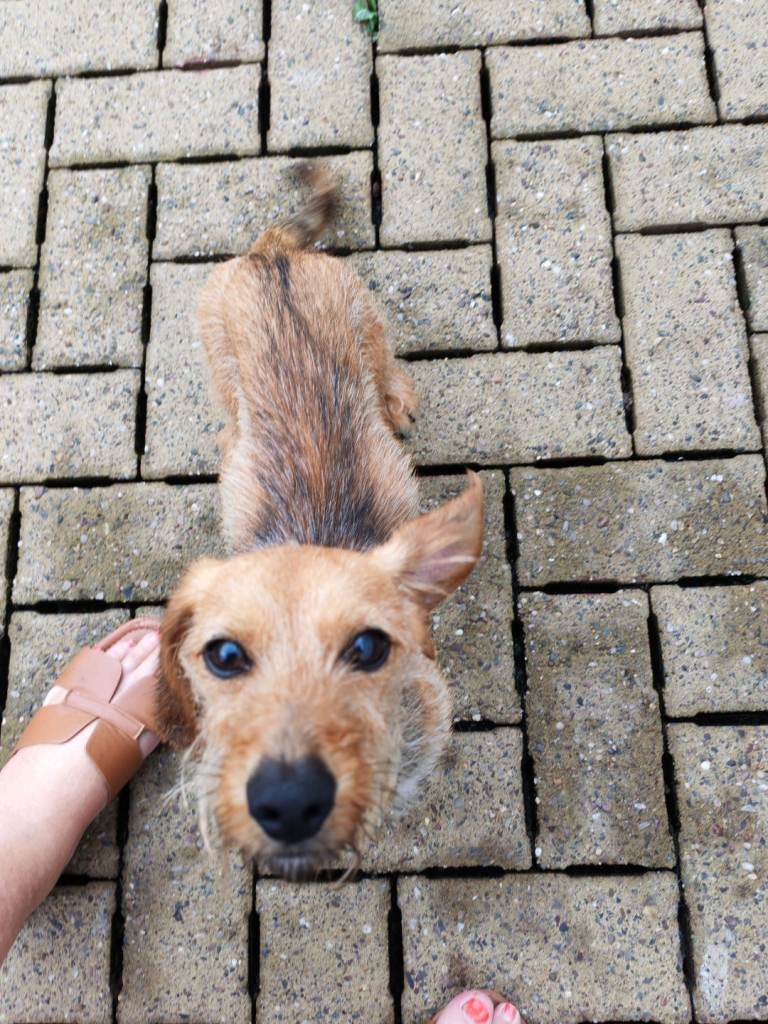 8 MONTH OLD RED WIRED HAIRED DASHUND BOY 