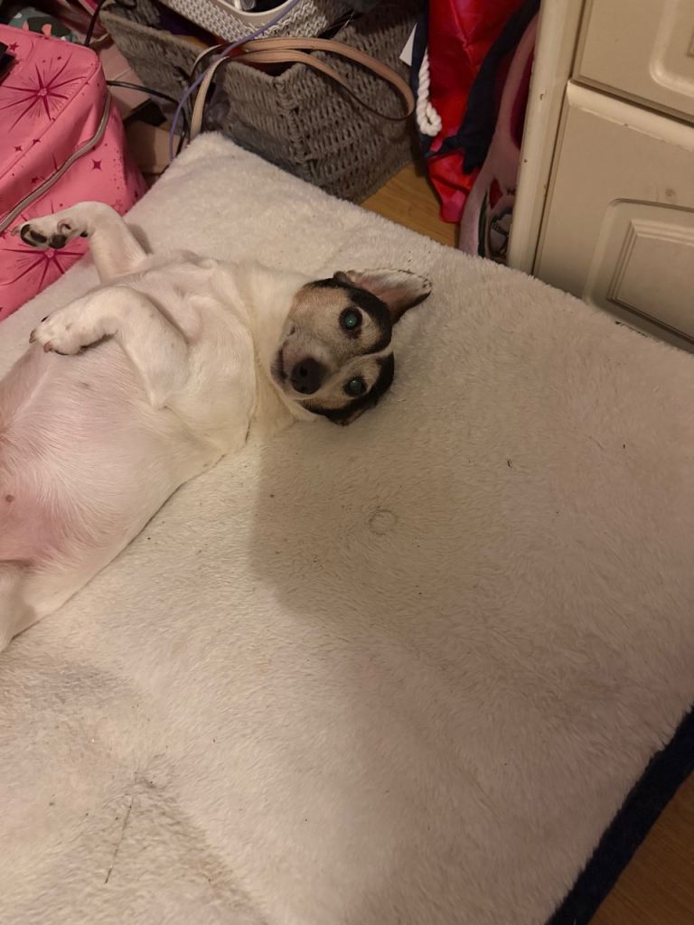 Beautiful Jack Russell terrier puppies 