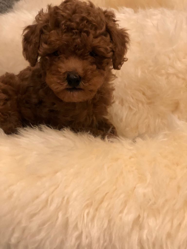 Toy poodle puppy’s pra clear parents 