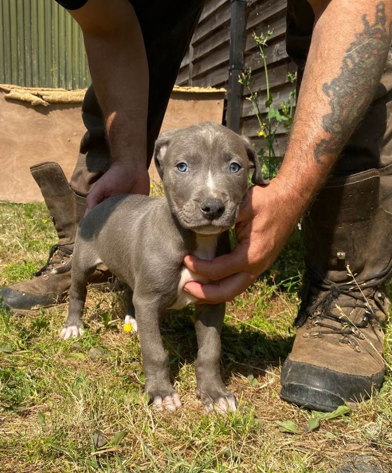 Beautiful Litter of 8 Week Old Lurcher Puppies