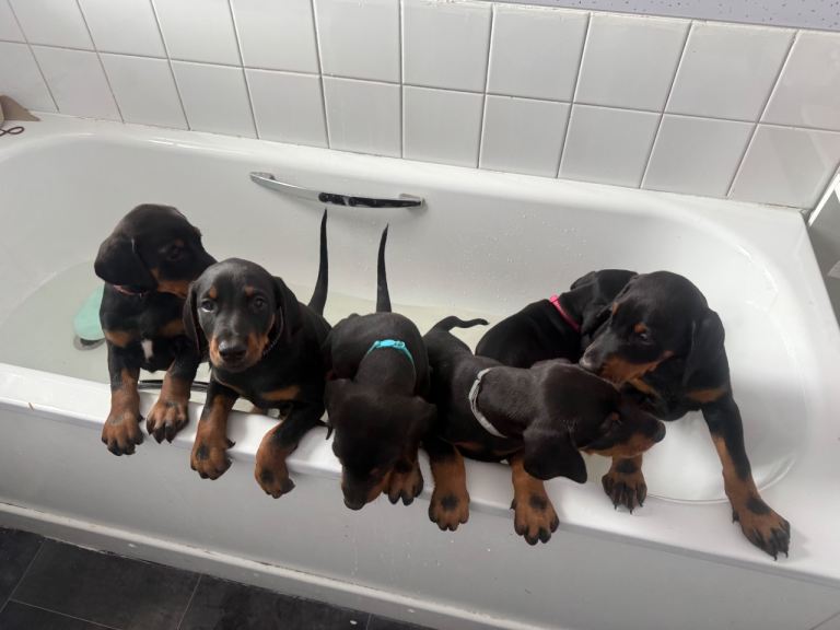 3 male kc dobermans left  