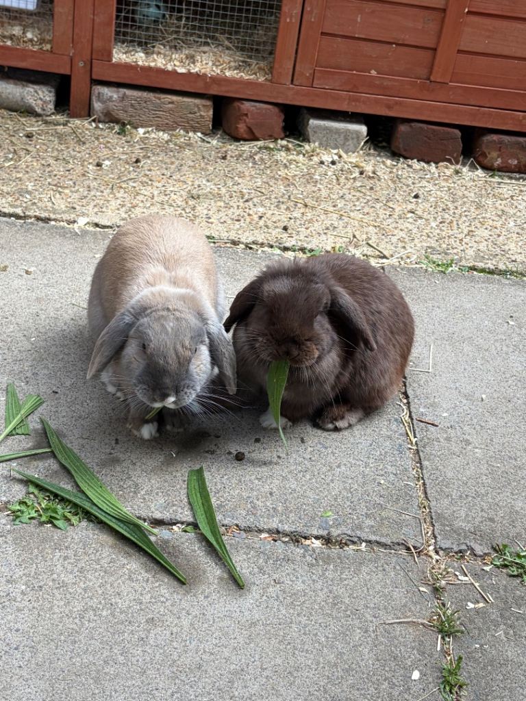Minilop rabbits 