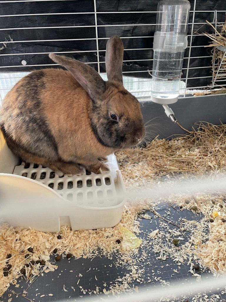 Selling 2 male rabbits (8 months old) 