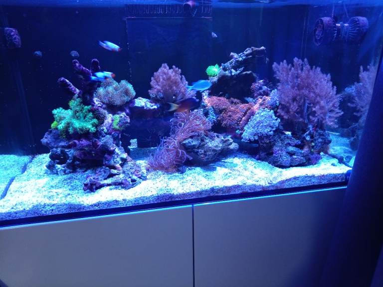 Live Rock and Corals