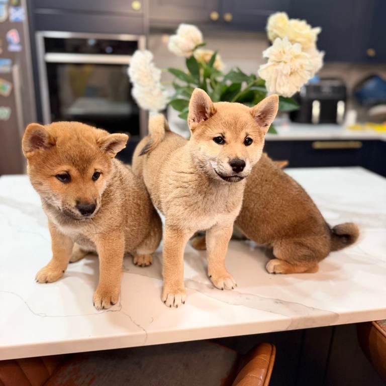 Shiba Inu Puppies available for re homing now