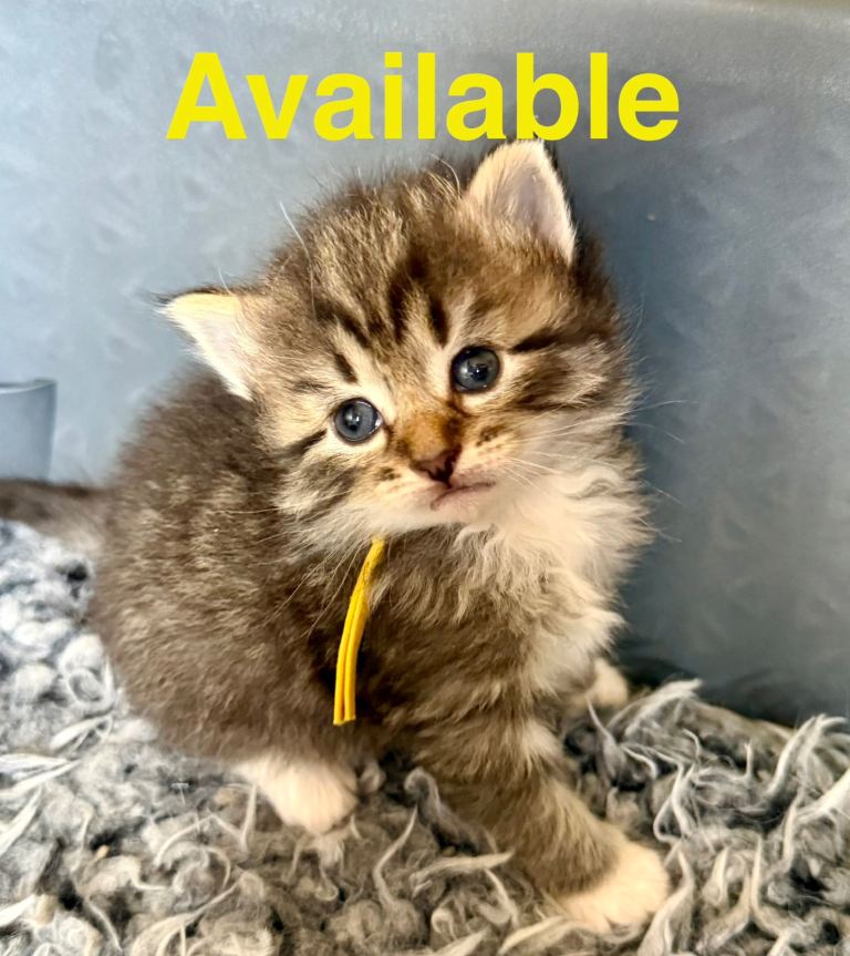 Really pretty Pedigree Siberian kittens