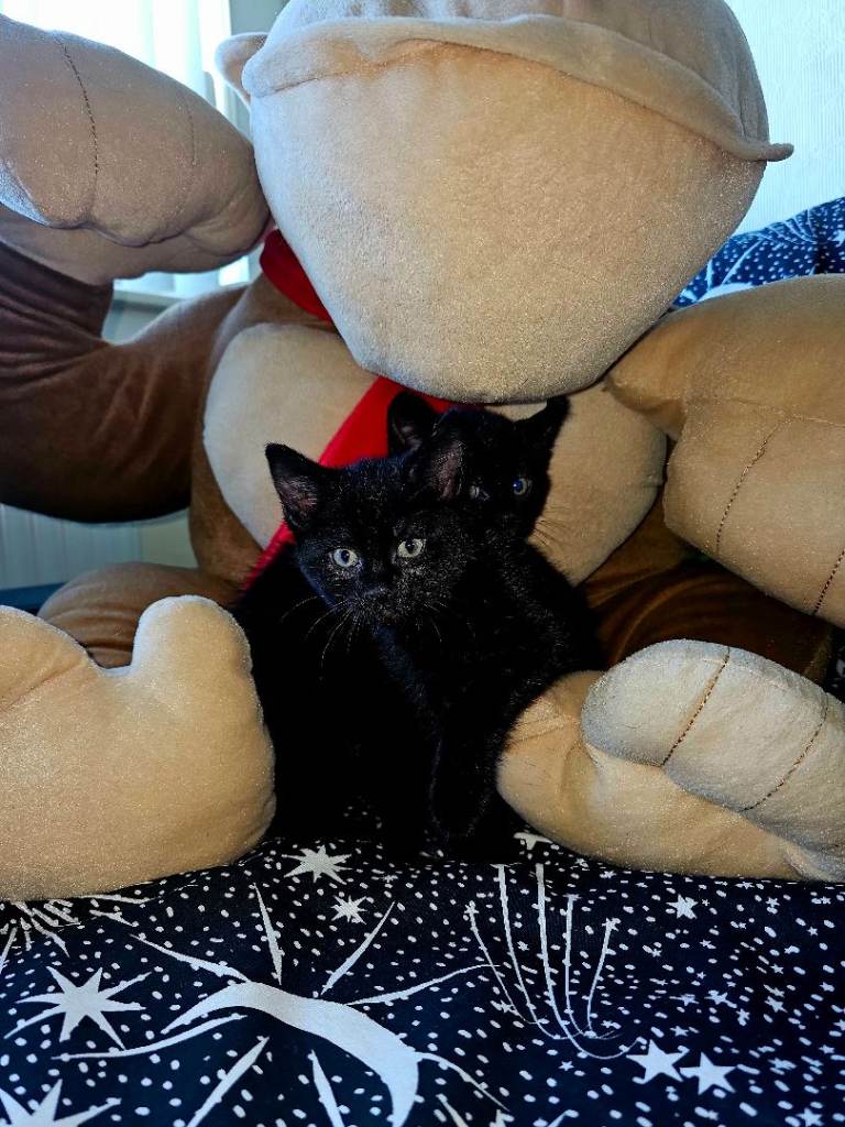 “2 Adorable  Whiskers Looking for a Home 🐱✨”