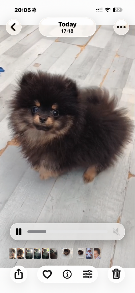 Adorable black & tan little Pomeranian puppies 