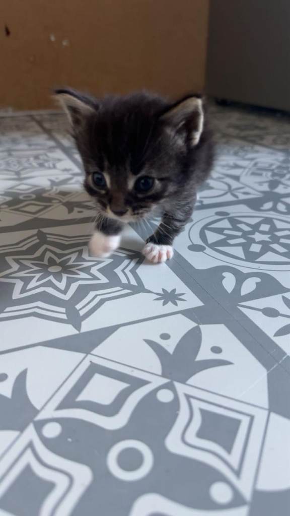 Maine Coon cross kittens